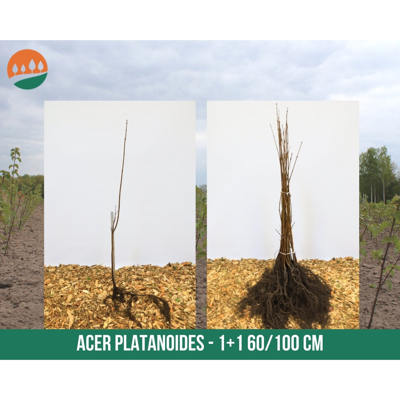 Skogslönn – Acer platanoides - 60-100 CM bare root 1/1